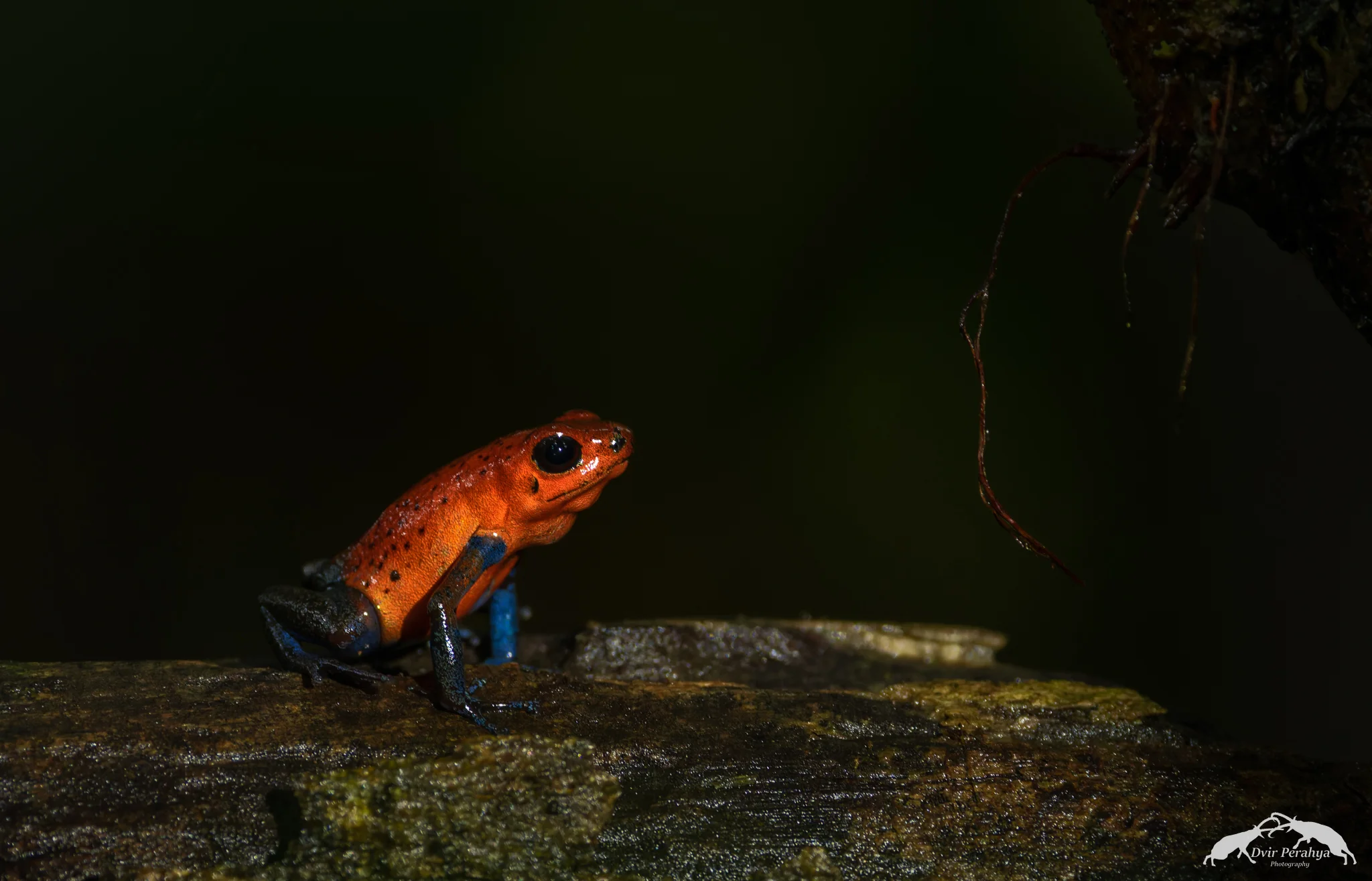 Strawberry poison dart frog, Arenal